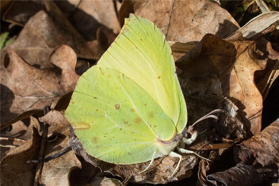 Der Zitronenfalter ist ein Schmetterling mit eingebautem Frostschutz. (Archivbild)Patrick Pleul/dpa-Zentralbild/dpa-tmn