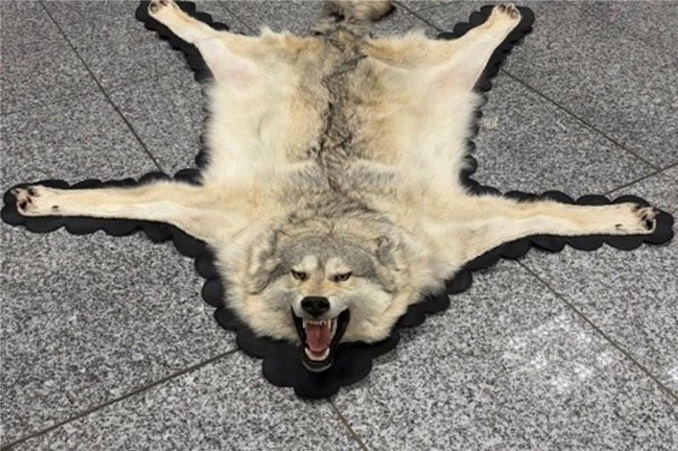Der Zoll am Frankfurter Flughafen entdeckte ein Wolfsfell im Gepäck eines Reisenden. (Handout)-/Zoll/dpa