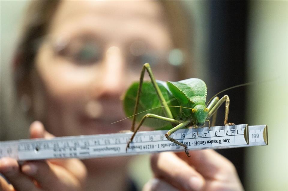 Der Zoo Dresden hat bei seiner Jahresinventur alle Tiere gezählt und viele von ihnen auch vermessen. Sebastian Kahnert/dpa