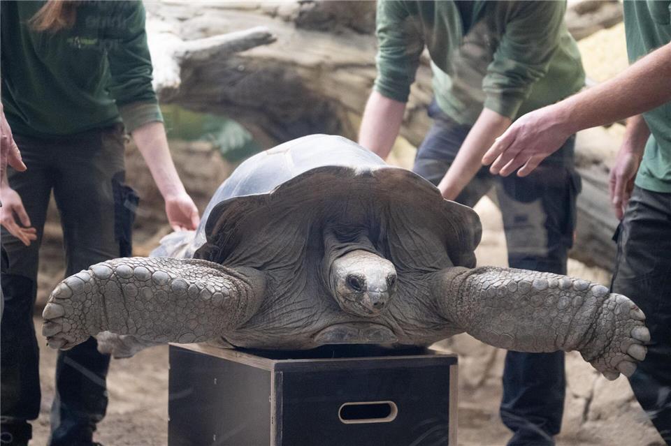 Der Zoo Dresden hat bei seiner Jahresinventur alle Tiere gezählt und viele von ihnen auch vermessen. Sebastian Kahnert/dpa