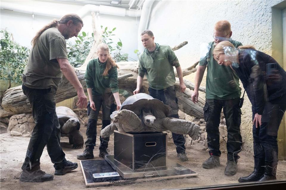 Der Zoo Dresden hat bei seiner Jahresinventur alle Tiere gezählt und viele von ihnen auch vermessen. Sebastian Kahnert/dpa