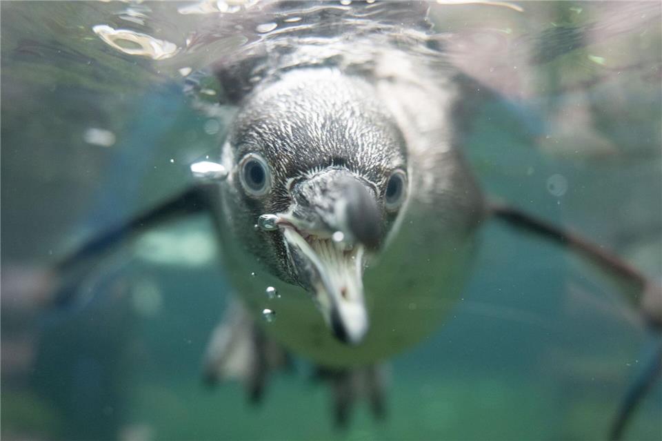 Der Zoo Dresden hat bei seiner Jahresinventur alle Tiere gezählt und viele von ihnen auch vermessen. Sebastian Kahnert/dpa
