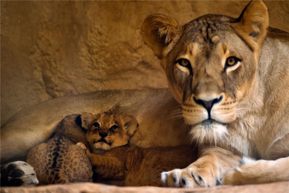 Der Zoo Dresden hat seine schwerkranke Löwin Layla eingeschläfert (Archivbild). picture alliance / dpa