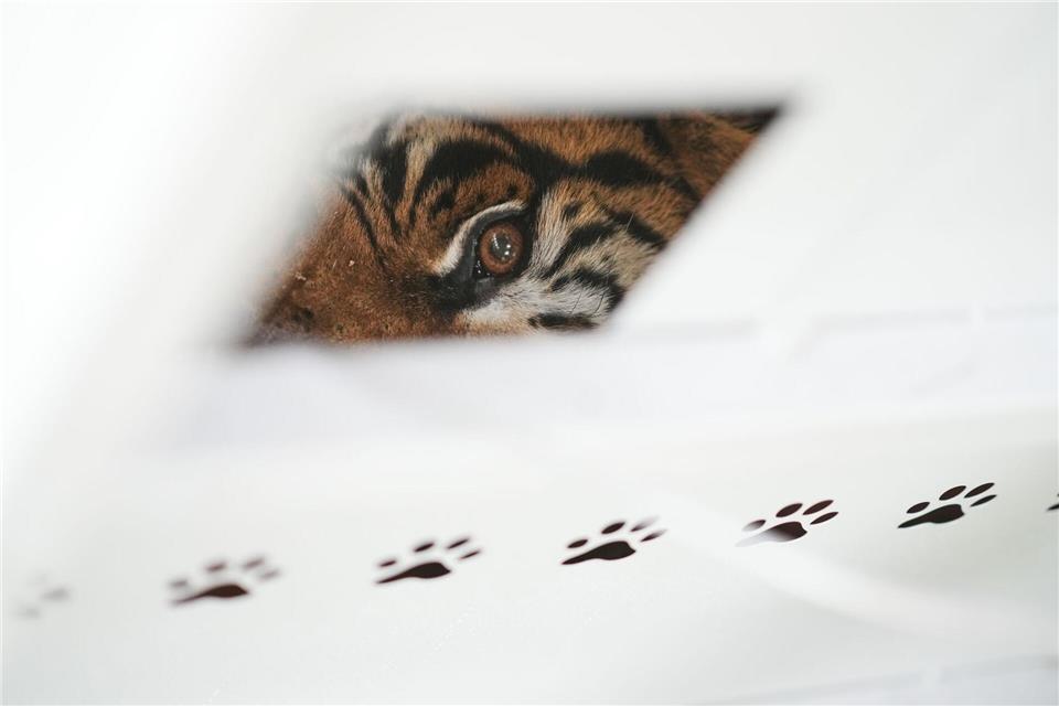 Der Zoo Luján war 2020 aus Tierschutzgründen geschlossen worden.Natacha Pisarenko/AP/dpa
