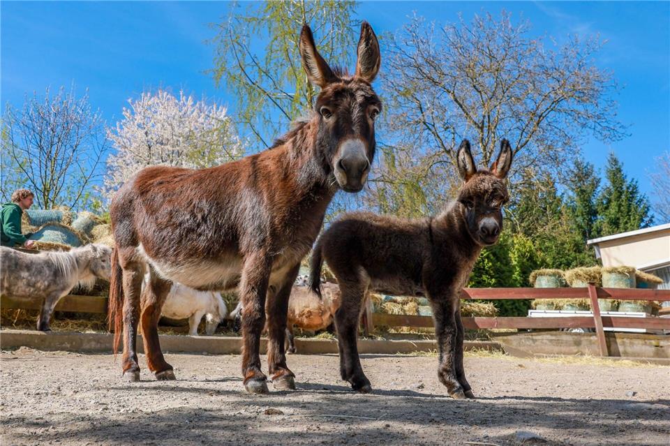 Der Zoo der Minis zeigt gut 400 Tiere aus 70 Arten, darunter das kleinste Raubtier oder den kleinsten Affen des Planeten. Miniaturesel gibt es deutschlandweit nur in drei Tierparks zu sehen.Jan Woitas/dpa