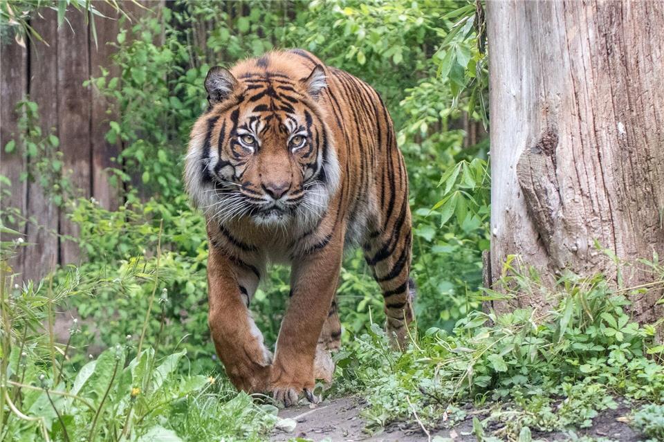 Der Zoo hat einen 16 Jahre alten Tiger nach längerer Krankheit eingeschläfert. Susi Fischer/Zoo Heidelberg/dpa
