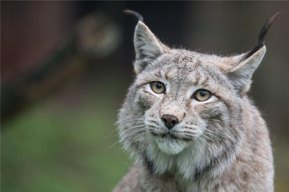 Der Zoo in Aalborg weist darauf hin, dass Raubtiere wie Luchse auf ganze Beutetiere angewiesen sind - gerne auch Haustiere. (Archivbild)Sebastian Gollnow/dpa