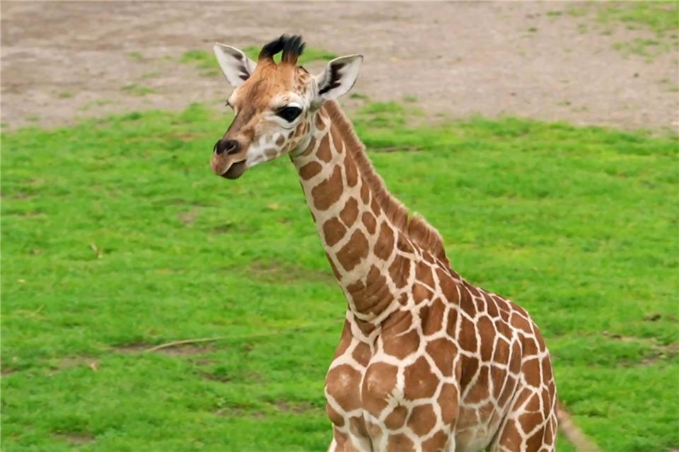 Der Zoo sucht einen Namen für die kleine Giraffe. (Archivbild)Tobias Junghannß/dpa