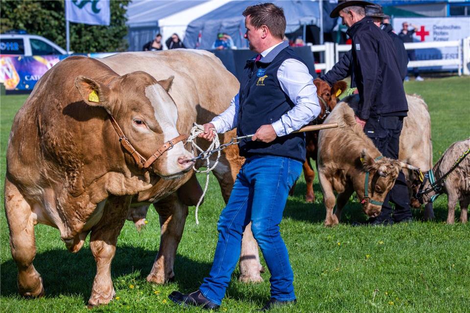 Agrar-Messe MeLa eröffnet - Schwesig dankt Bauern Der Zuchtbulle war 2024 bei der 33. MeLa. (Archivbild)Jens Büttner/dpa