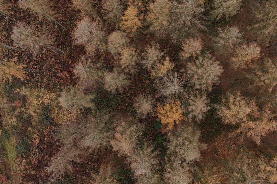 Der Zustand des Waldes wird seit mehr als 40 Jahren untersucht. Sascha Ditscher/dpa