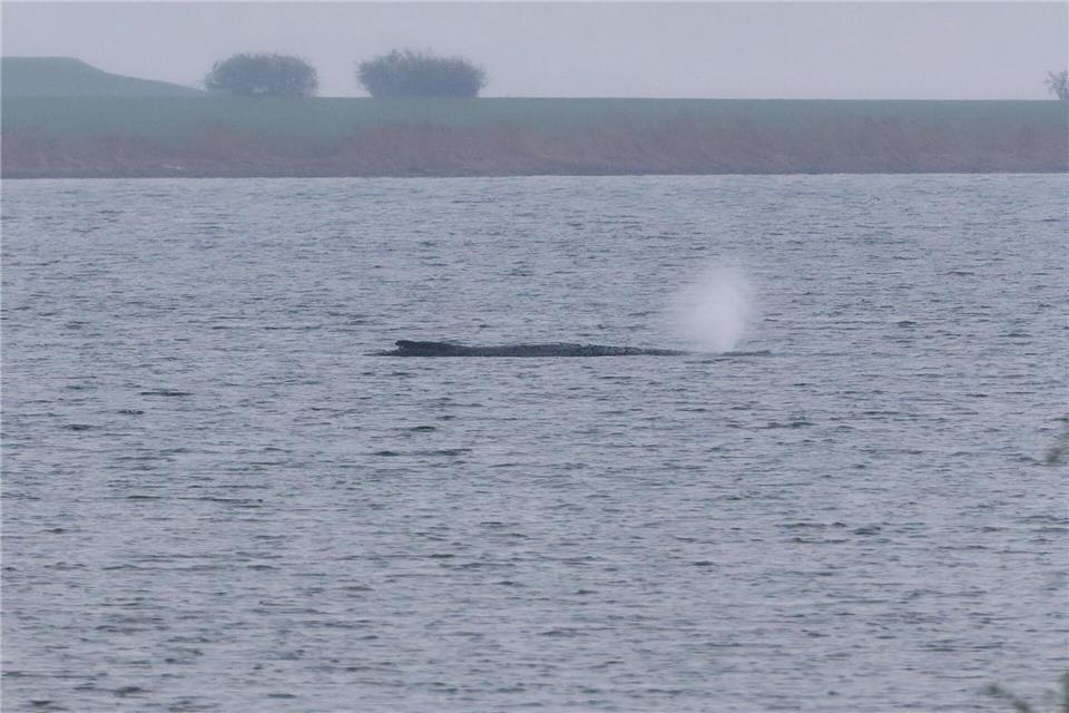 Der Zustand des gestrandeten Wals vor der Insel Poel ist unverändert. (Archivbild)Marcus Golejewski/dpa