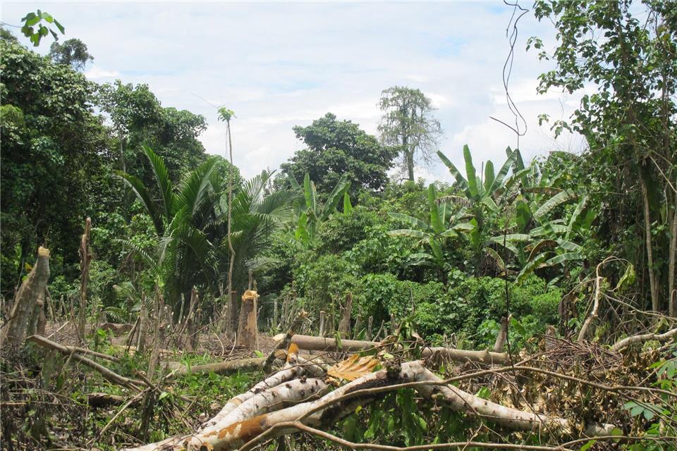 Der Zyklon „Maila“ hat Teile von Papua-Neuguinea mit voller Wucht getroffen. (Symbolbild)Christiane Oelrich/dpa