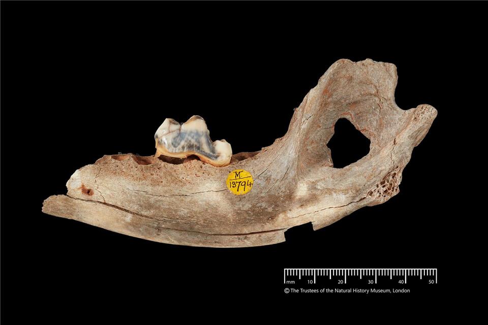 Der älteste genetische Nachweis stammt den neuen Analysen zufolge von einem Hund, der vor 15.800 Jahren lebte. -/Trustees of the Natural History Museum/dpa
