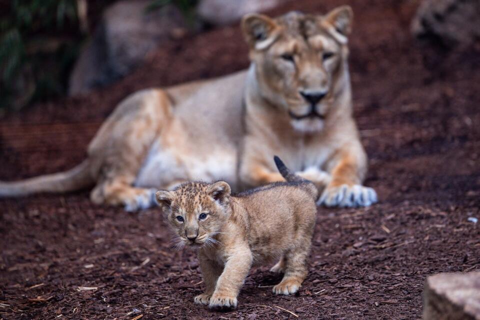 Der am 31. Juli geborene kleine Kater ist das achte Mitglied des Rudels Asiatischer Löwen im Schweriner Zoo.Jens Büttner/dpa