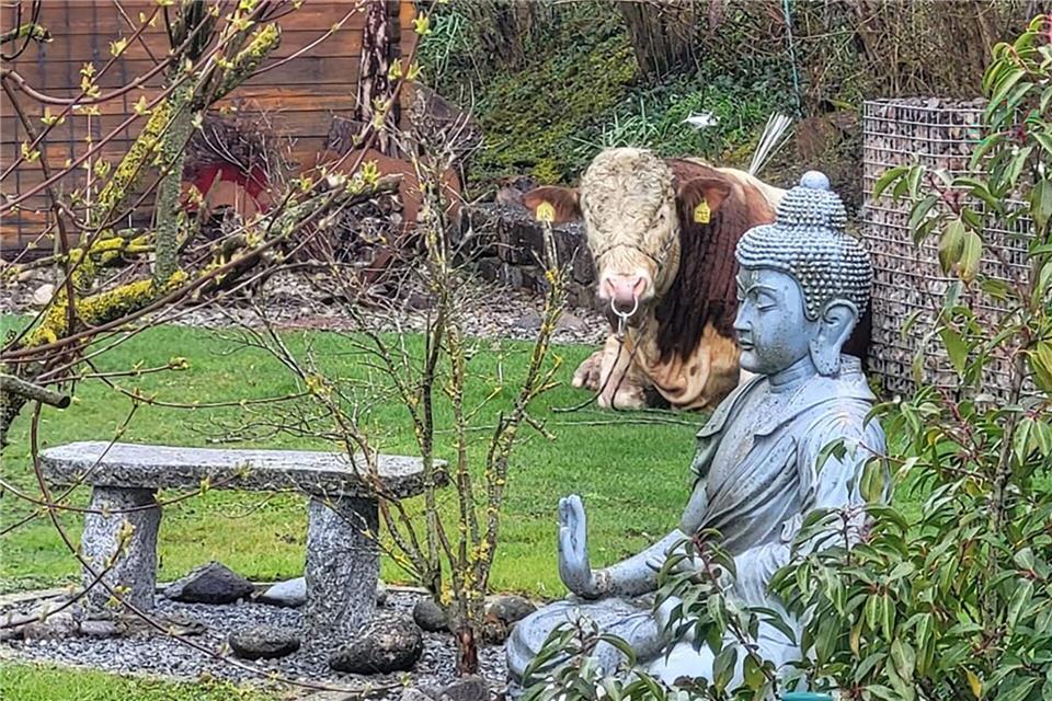 Der ausgebüxte Jungbulle machte es sich im Garten eines Einfamilienhauses bequem. -/Polizeiinspektion Ansbach/dpa