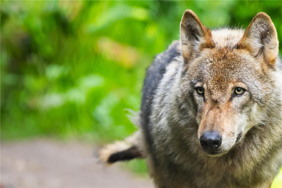 Der bei einem Unfall getötete Wolf stammt aus dem Schermbecker Rudel, dies ergab nun ein DNA-Abgleich. Er wurde beim Lanuv unter der Nummer GW4473m gelistet. 