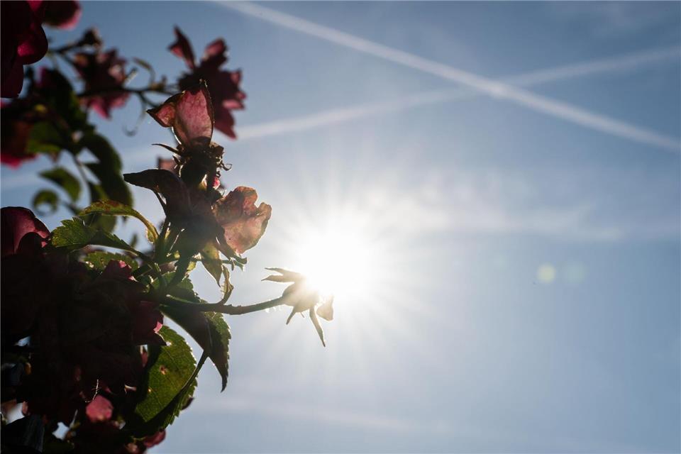 Der bisherige Juni-Höchstwert lag bei 39,3 Grad Celsius. (Archivbild)Hannes P. Albert/dpa