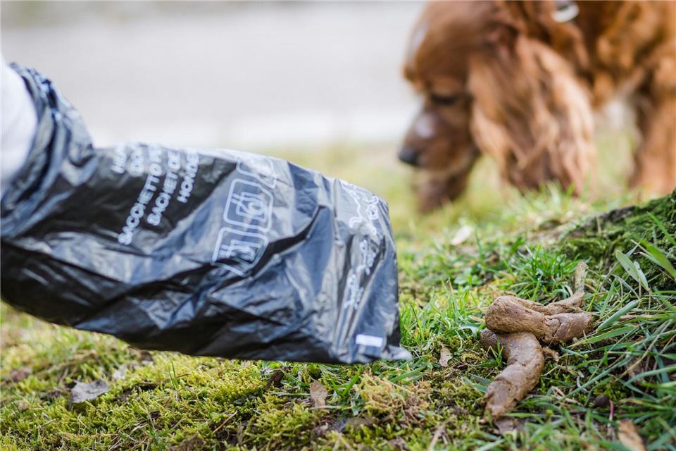 Der bisherige Vorrat an Hundekotbeuteln in Karlsruhe ist aufgebraucht. (Archivbild)Christoph Schmidt/dpa
