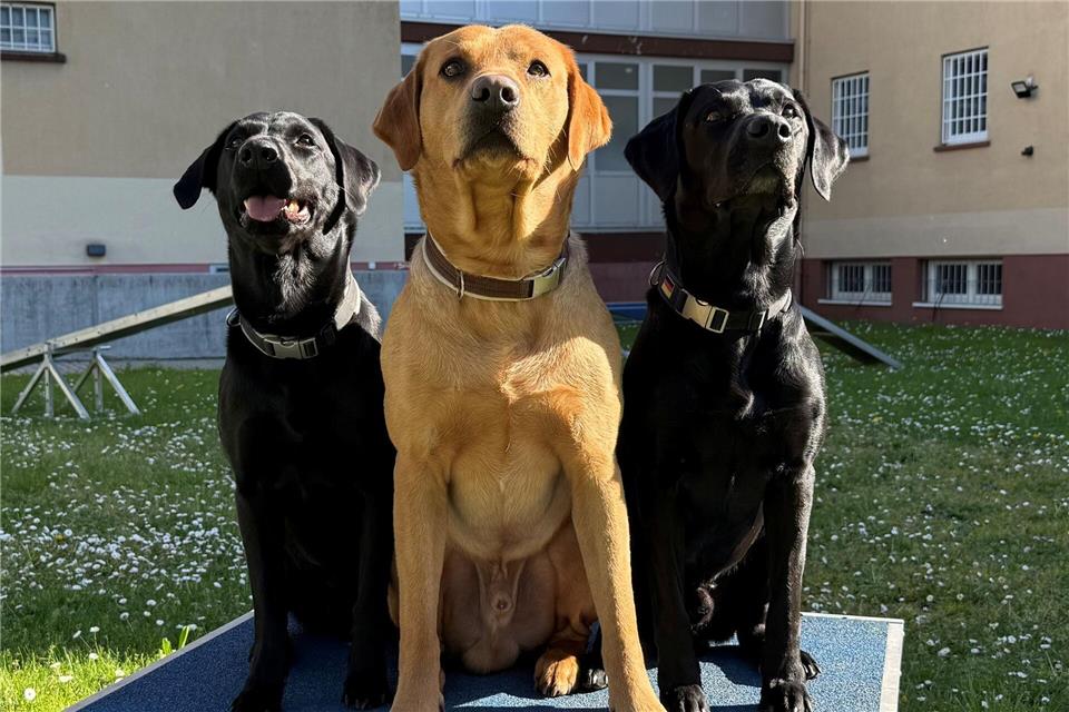 Der brave „Musterschüler“ Koda, der gechillte „Sturkopf“ Malouk und die energiegeladene „Rakete“ Louie (l-r) helfen jungen Straftätern, sich weiterzuentwickeln.Michael Bauer/dpa