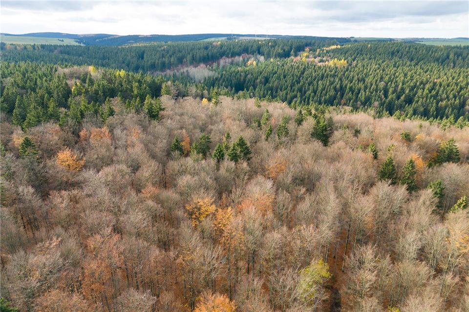 Der deutsche Wald ist zu einer Treibhausgas-Quelle geworden. Das will Bundesumweltminister Carsten Schneider ändern. Sebastian Kahnert/dpa