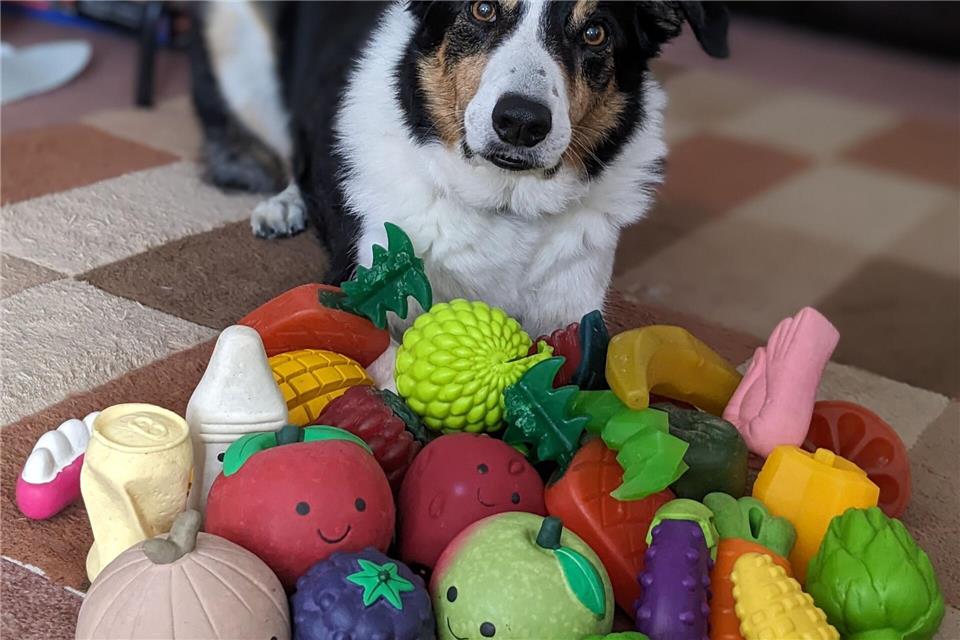 Der elf Jahre alte Border Collie-Rüde Bryn aus Großbritannien kennt die Namen von etwa 100 Spielzeugen.Helen Morgen/EurekAlert/dpa