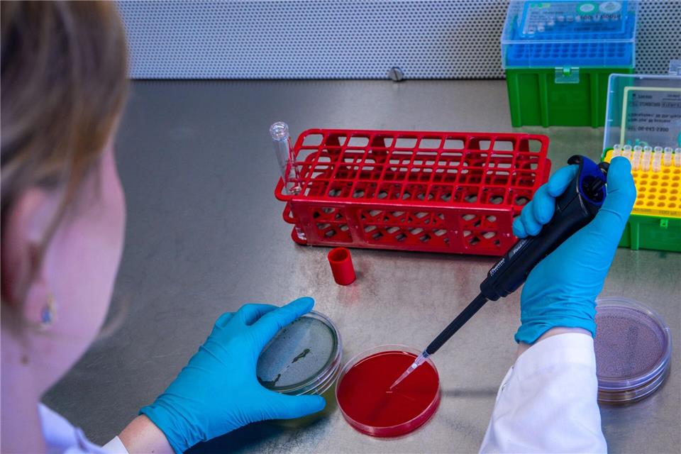 Fortschritt bei Suche nach Ursache für Ehec-Ausbruch in MV Der für den Ehec-Ausbruch in MV verantwortliche Bakterienstamm ist zwar gefunden, nicht aber die Quelle der aktuellen Infektionen. Jens Büttner/dpa