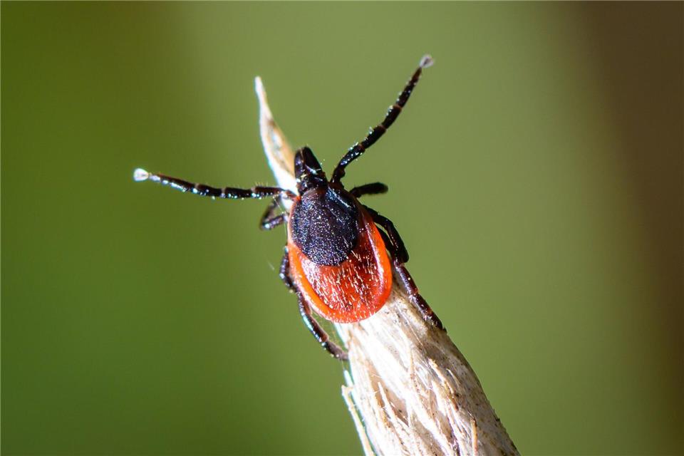 Der gemeine Holzbock ist die am häufigsten verbreitete Zeckenart in Deutschland.Patrick Pleul/dpa