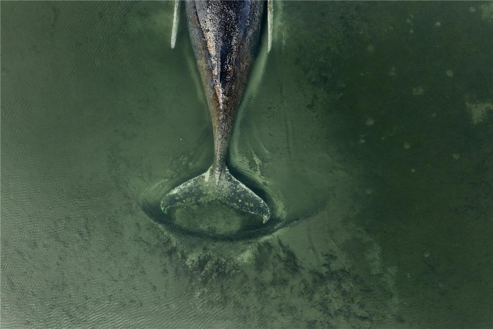 Der genaue Zustand des Buckelwals ist unklar.Florian Manz/Greenpeace Germany/dpa