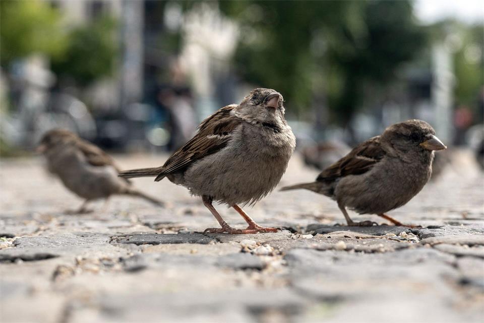 Der geschwätzige Spatz gehört zu den beliebtesten Vögeln überhaupt. (Archivbild)Paul Zinken/dpa-Zentralbild/dpa