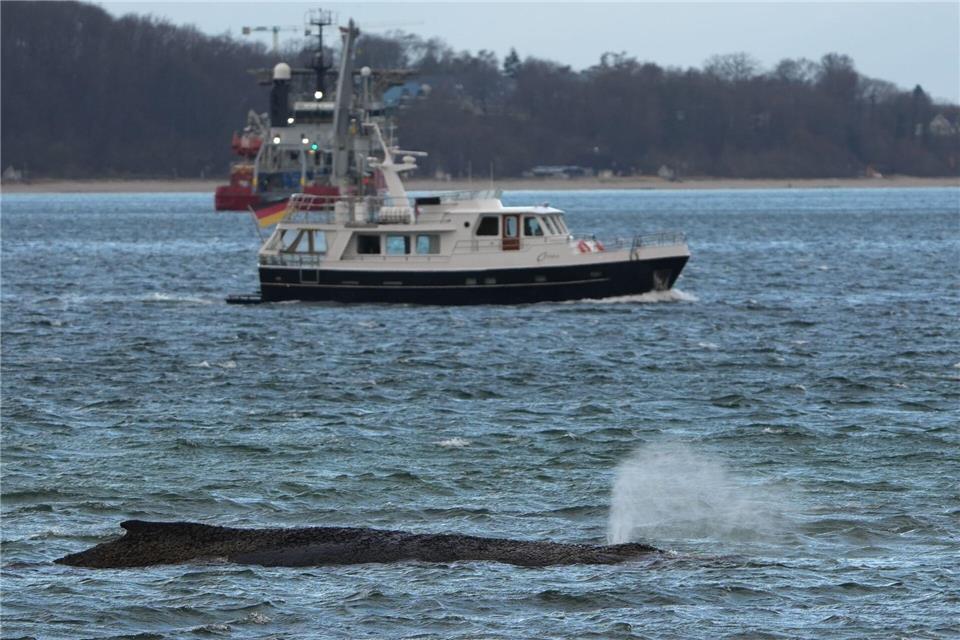 Der gestrandete Wal liegt immer noch vor der Seebrücke am Hafen Niendorf.Marcus Brandt/dpa
