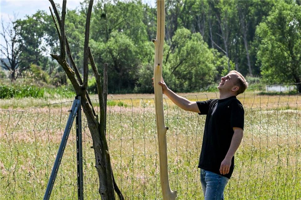 Der handwerklich begabte Student hat einen Sitz für Greifvögel gebaut. Jens Kalaene/dpa