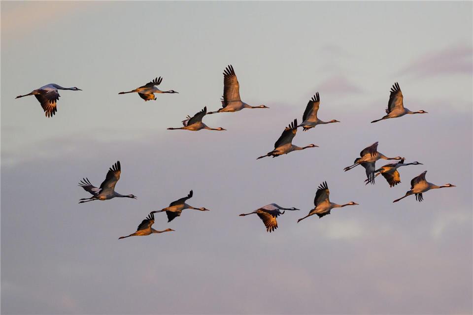 Der herbstliche Vogelzug ist in Thüringen zu beobachten (Symbolbild) Patrick Pleul/dpa