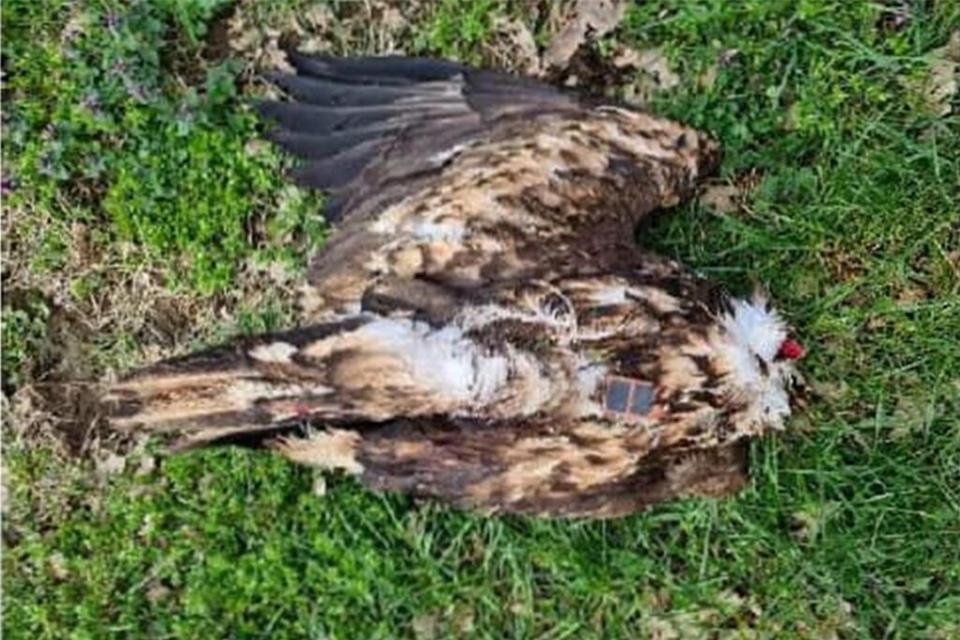 Der in Lembeck aufgefundene Jungadler wurde geköpft, seine Füße wurden abgeschnitten.