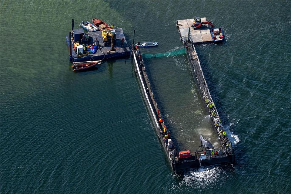 Der in der Ostsee gestrandete Buckelwal ist in dem für seinen Transport vorgesehenen Lastkahn angekommen. Stefan Sauer/dpa