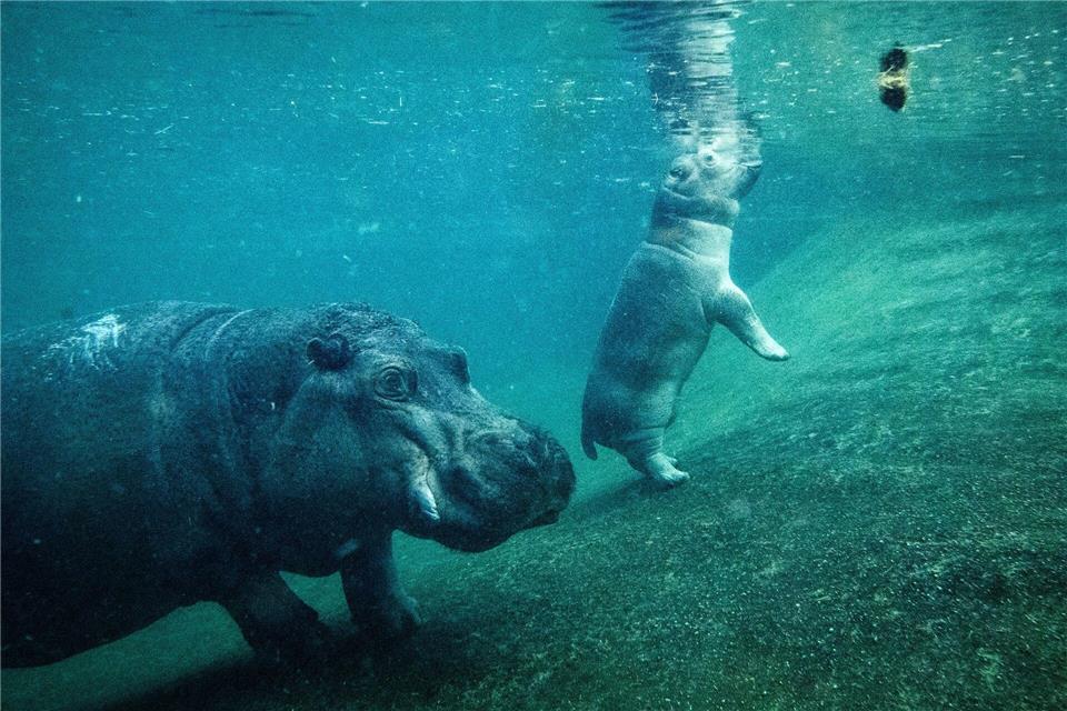 Der junge Hippo-Bulle Willi Wackelöhrchen schwimmt im Berliner Zoo an der Seite seiner Mutter Nala.Bernd von Jutrczenka/dpa