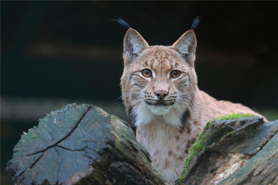 Der junge Luchskater Viktor hat sich für Auswilderung als nicht scheu genug erwiesen und soll nun im Wuppertaler Zoo für Nachwuchs sorgen. (Archivbild)Claudia Philipp/Zoo Wuppertal/dpa
