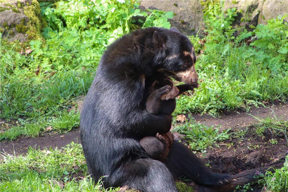 Der kleine Brillenbär Enzo spielt auf dem Arm seiner Mutter Tinka.-/Tierpark Berlin/dpa