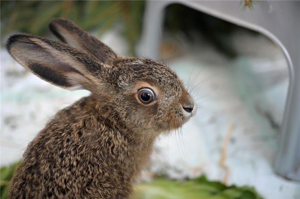 Der kleine Feldhase wird in einer Münchner Wildtierstation aufgepäppelt.Malin Wunderlich/dpa