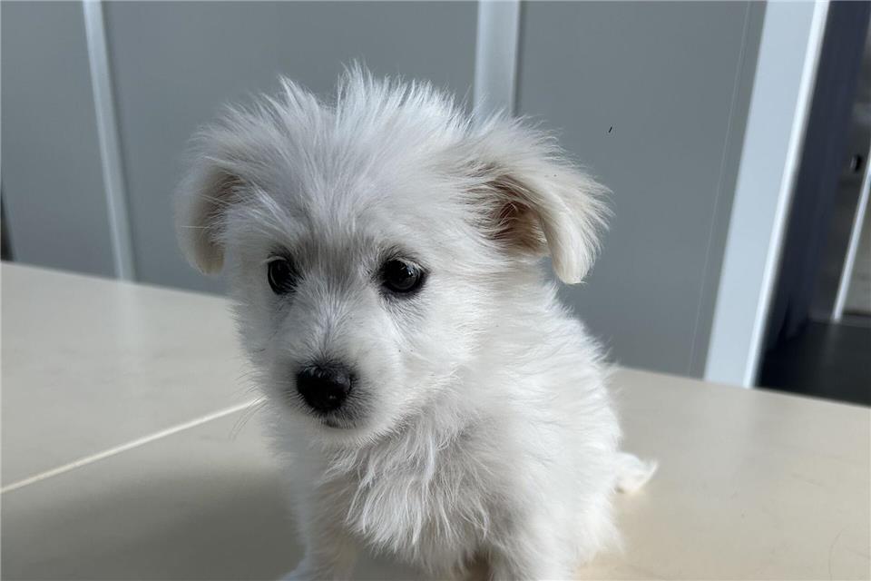 Der kleine Hund wird seine nächste Zeit im Tierheim verbringen müssen.-/Hauptzollamt Augsburg/dpa