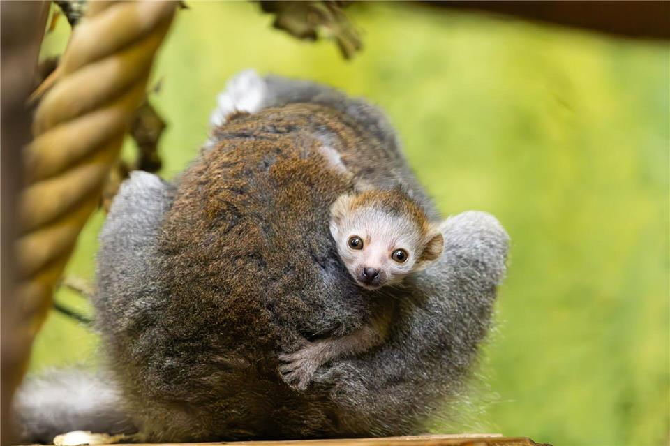 Der kleine Kronenmaki wurde erst Mitte April geboren.Christian Strauß/Zoo Dresden/dpa