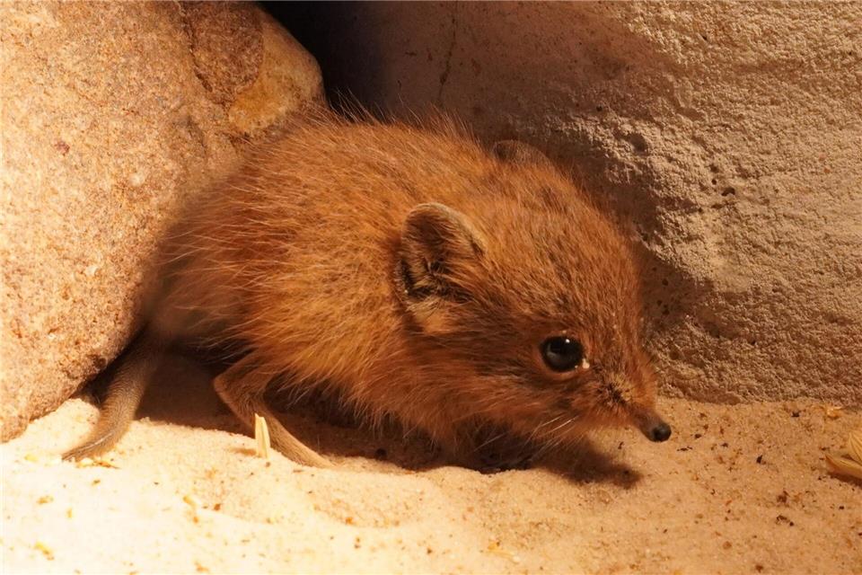 Der kleine Kurzohrrüsselspringer ist der erste Nachwuchs des Jahres im Tiergarten Kleve.-/Tiergarten Kleve/dpa