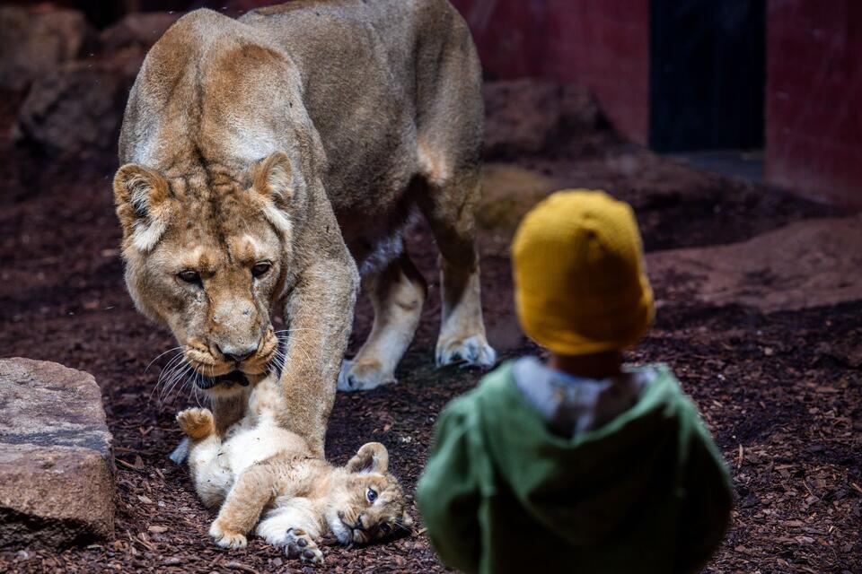 Der kleine Löwe im Schweriner Zoo ist gar nicht scheu.Jens Büttner/dpa