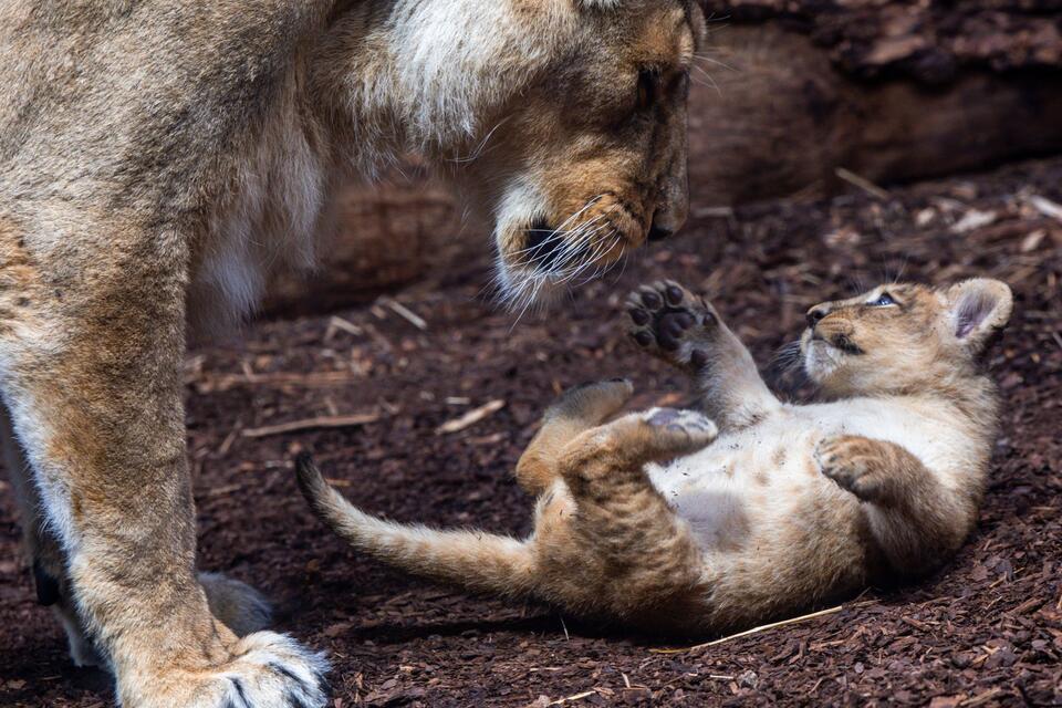 Der kleine Löwe ist das achte Mitglied des Schweriner Rudels. Es ist laut Zoo das zweitgrößte weltweit. Asiatische Löwen gelten als stark gefährdet. Die Schweriner Zucht gehört zum europäischen Erhaltungszuchtprogramm.Jens Büttner/dpa