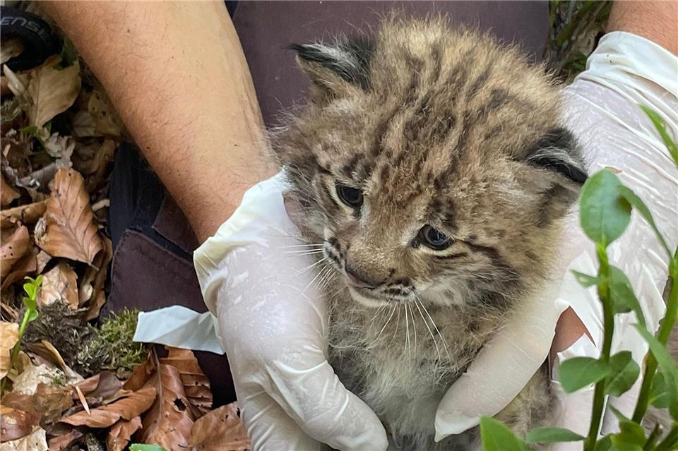 Der kleine Luchs ist der erste Nachwuchs seit mehr als 200 Jahren. (Handout)Forstliche Versuchs-und Forschungsanstalt/FVA/dpa