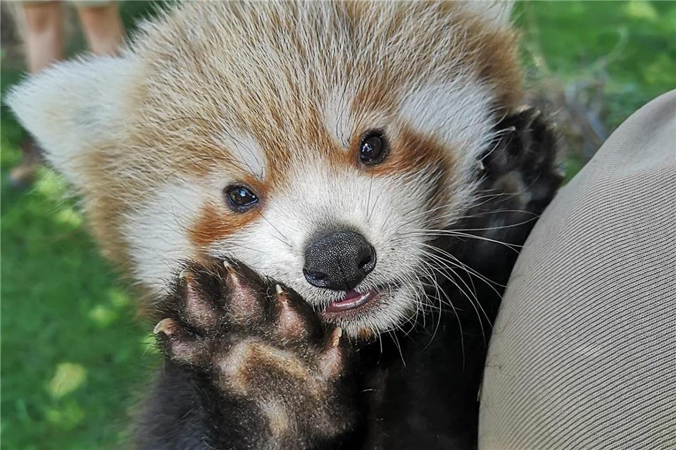 Der kleine Rote Panda ist jetzt etwa acht Wochen alt. (Handoutbild)Handout / Berlin/Zoo Heidelberg/dpa