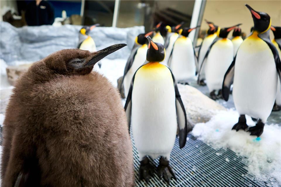 Der kugelrunde Pesto war schnell zum Social-Media-Star avanciert.Uncredited/SEA LIFE Melbourne/AP/dpa