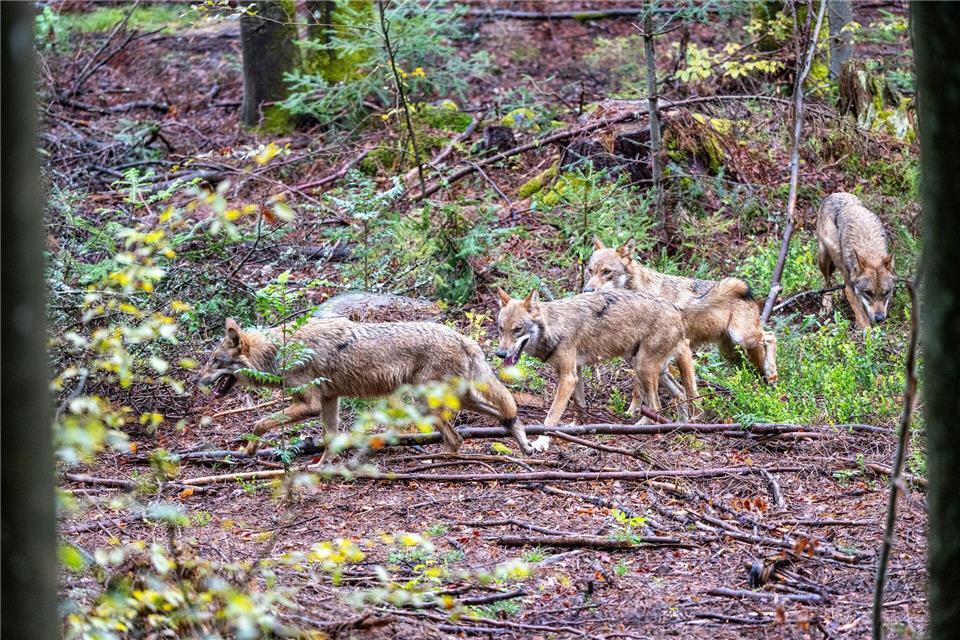 Der leichtere Abschuss von Wölfen in Bayern war vor allem Jagdminister Hubert Aiwanger ein großes Anliegen. (Symbolfoto)Armin Weigel/dpa