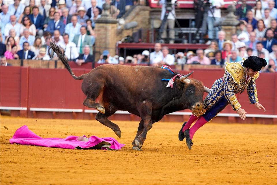 Der mehr als 500 Kilogramm schwere Bulle Clandestino spießte den Star-Torero von hinten auf.Joaquín Corchero/EUROPA PRESS/dpa