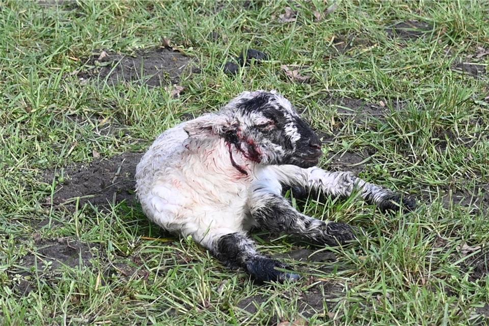Der mutmaßliche Wolf hat tote und verletzte Tiere zurückgelassen.