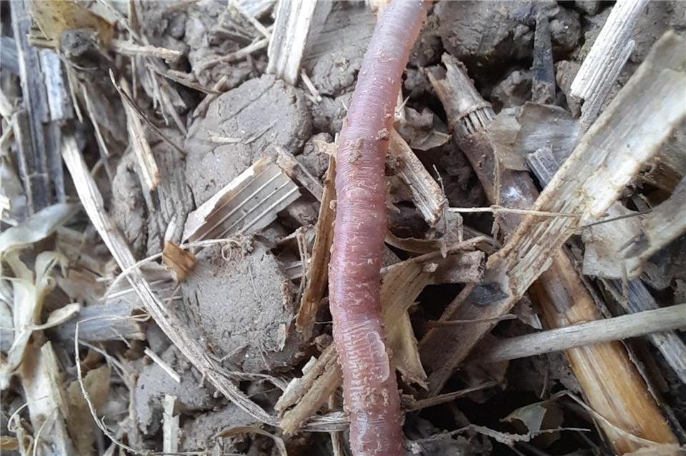 Der neu entdeckte bayerische Regenwurm Helodrilus bavaricus ist weltweit einzigartig. (Handout) Roswitha Walter/Bayerische Landesanstalt für Landwirtschaft/dpa